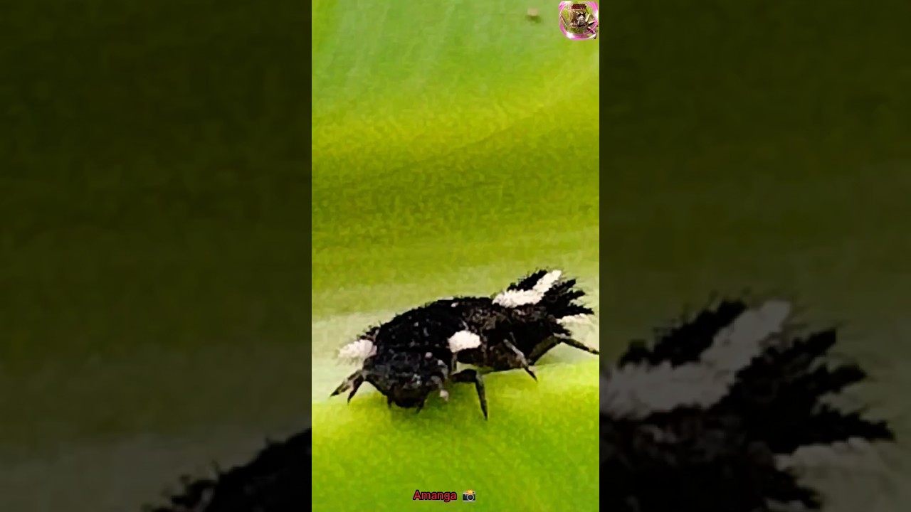 beautiful insect species 