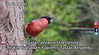 105 Fil Suresi Rast Makamı - Kuranı Derya