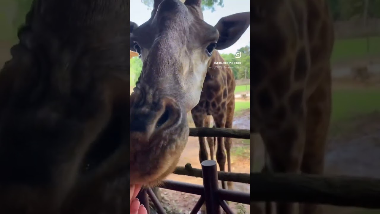 Vinpearl Safari на острове Фукуок во Вьетнаме. 