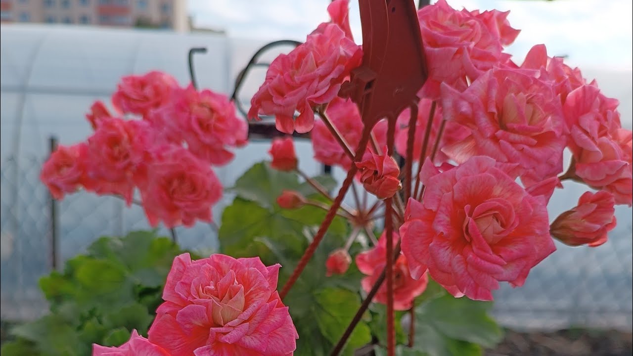 Пеларгонии 03.04.2025