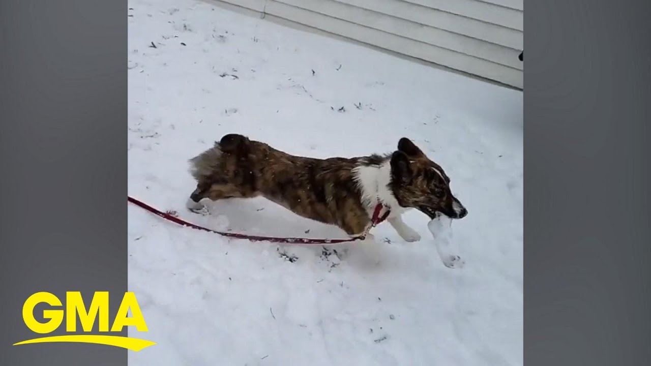 Corgi adorably frolics through the snow  l GMA