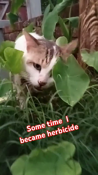 Actually I am belongs to Carnivorous Animal but on Emergency ground  became Herbivorous animal .