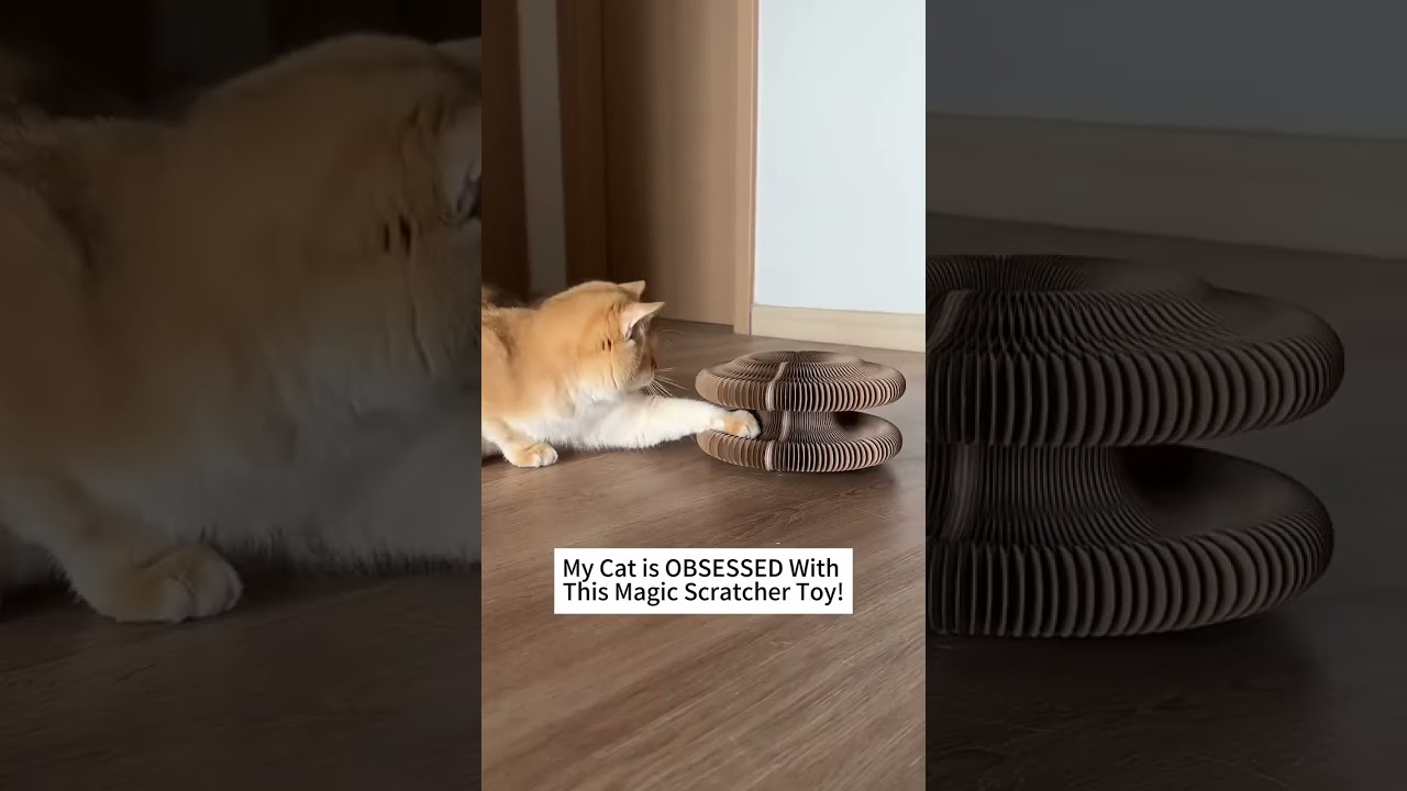 funny cat, cute kitten, cat shorts, viral cat, fyp, adorable cat