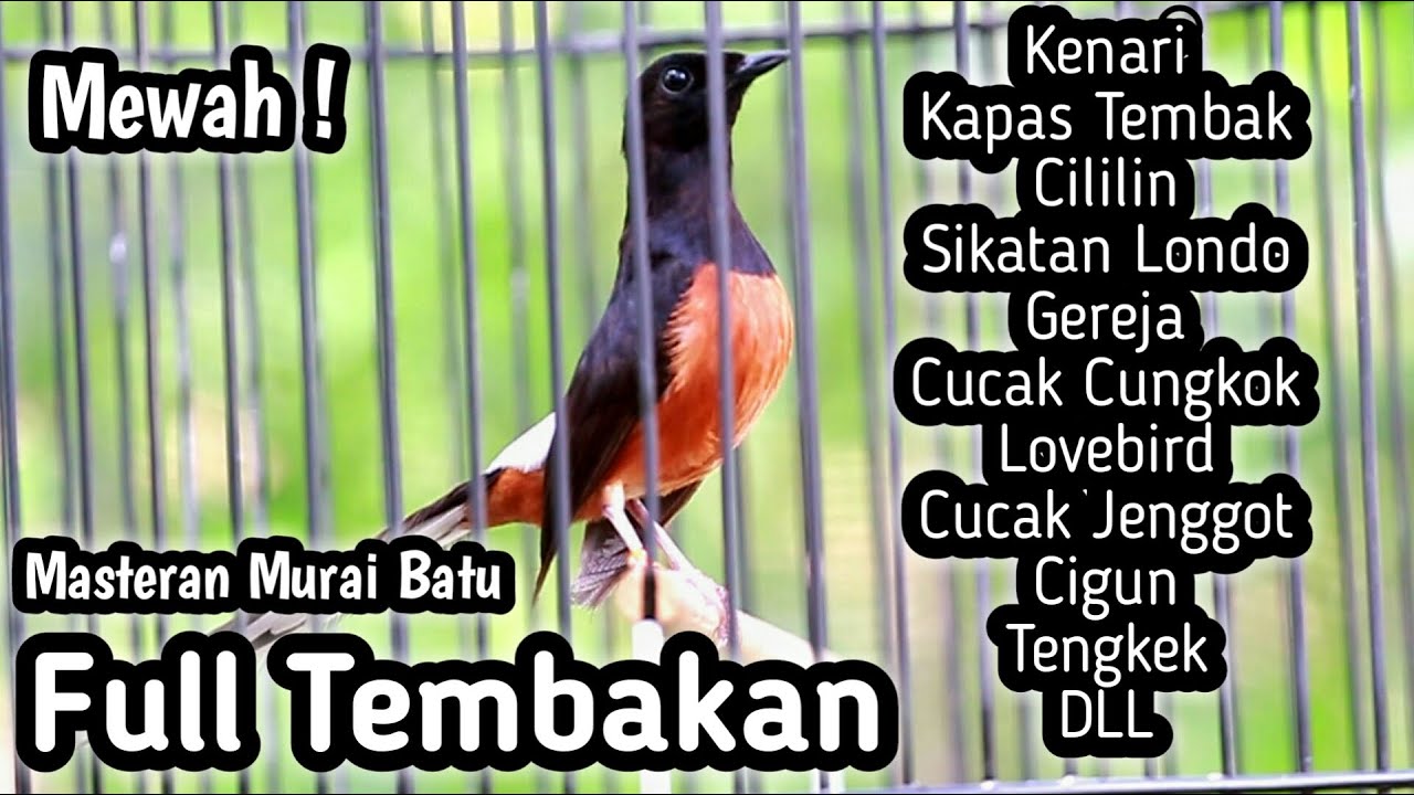 MASTERAN MURAI BATU FULL ISIAN TEMBAKAN KENARI CILILIN KAPAS TEMBAK SIKATAN LONDO CUNGKOK GEREJA DLL