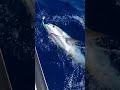 When the Tuna Jumps 20 Feet Away! #fishing #fishinglife #videofishing  #fypシ゚viral