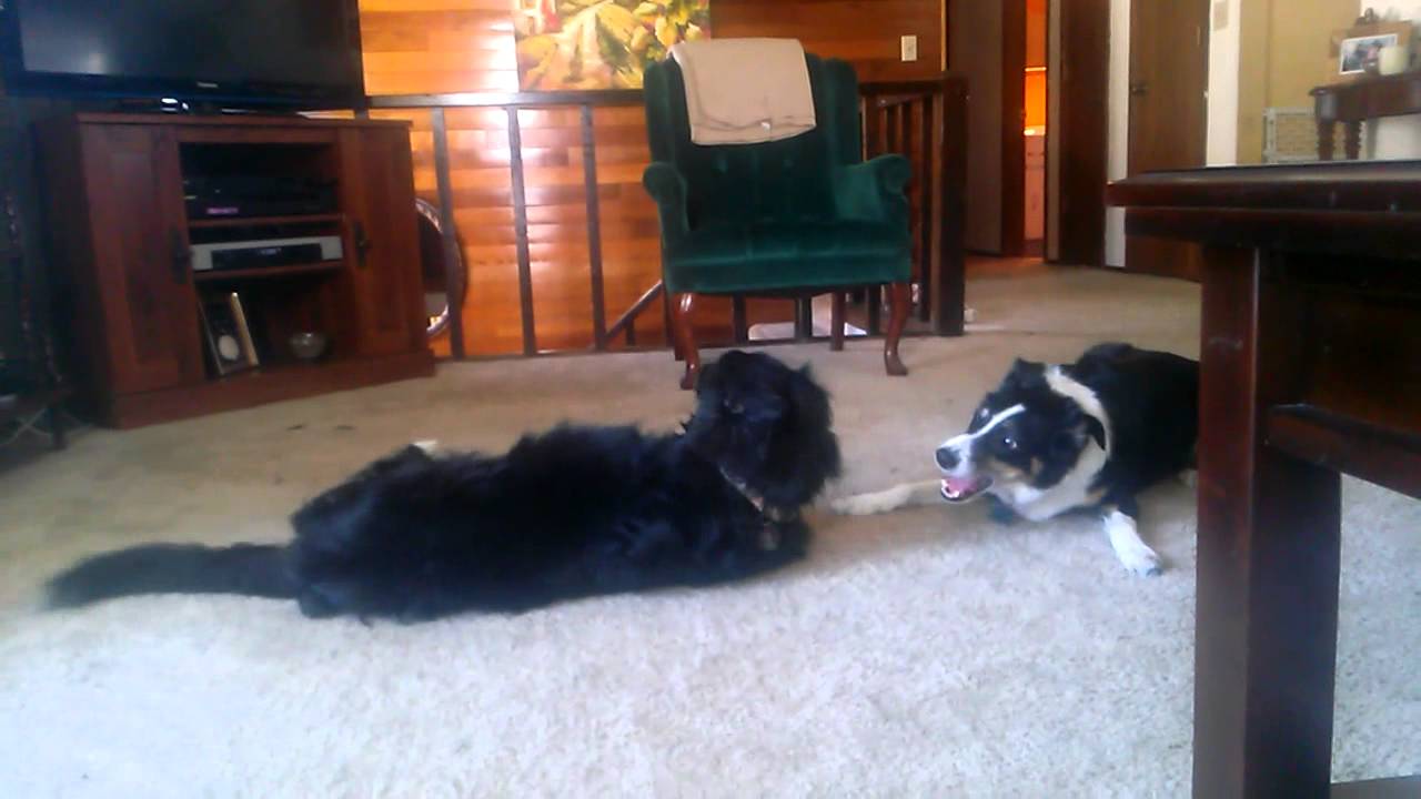 fisher argentina Holly and Apollo playing
