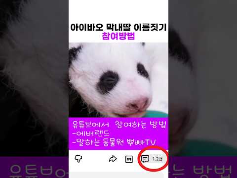 막내바오 이름 짓기 참여 방법 thumbnail