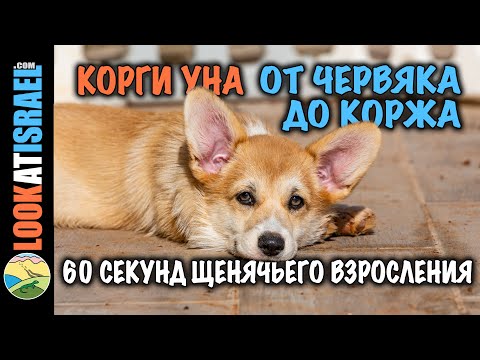 От червяка до коржа 60 секунд щенячьего взросления - From Bean to Queen The Corgi Grow-Up in 60 secs