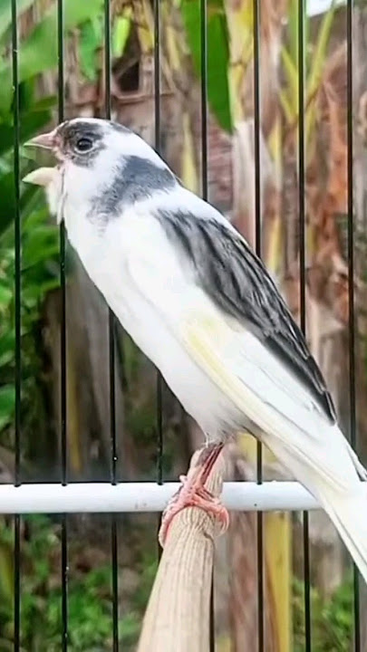 canary champion #kenari #canary #canario #canarias #canarysinging #kenarigacor #kenarimania #birds