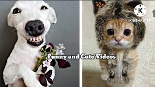 Funny Animal Videos That Will Make You Laugh 100% tiktok compilation part:3