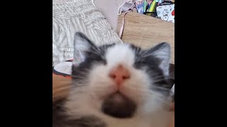 ¡¡¡¡¡¡¡¡¡EL MEJOR FOKIN VIDEO SOBRE CARTAS POKEMONNNNNNNNN!!!!!!!!!!