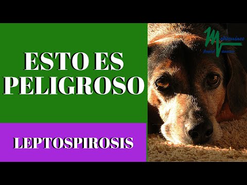Video: Leptospirosis En Perros: Síntomas, Causas Y La Vacuna Lepto Para Perros