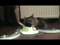 Verjaardag van onze Siberische kater Faruq