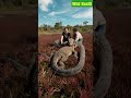Couple Trying To Remove Python From Komodo Dragon Ai Komodo Pyhton Shorts mp3