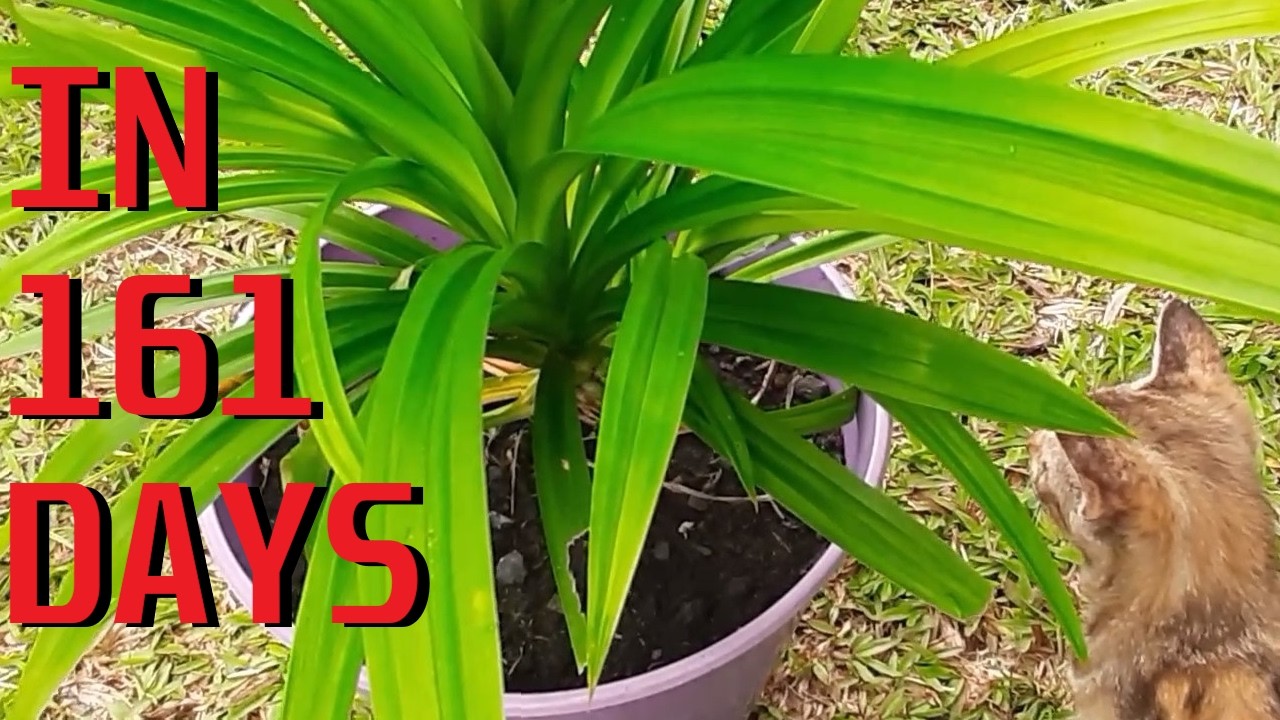 white feather hosta plant White Feather Hosta main image 0