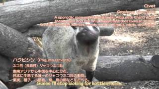 Anyamaru Tantei Kiruminzuu - Zoo Animals