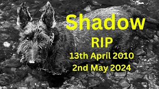 We lost Shadow Yesterday after a long hard battle RIP 😢