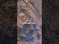 Labbayk Allahumma Labbayk Labbayk La Shareeka Laka Labbayk Mount Arafat Supplication Of The 