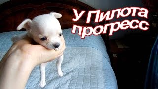 VLOG: Мака смотрит телевизор / О прививках Пилоту / Испуганный голубь