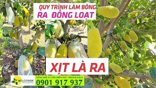 HƯỚNG DẪN QUY TRÌNH Xử Lý Làm Bông Mít Indo Ruột Đỏ Xơ Vàng