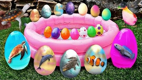 Khám Phá Thế Giới Các Con Vật Dễ Thương: Bắt Mèo, Cua, Rùa, Cá Koi, Cá Vàng, Thỏ, Vịt Con Dễ Thương