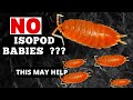 No Isopods Babies ?  -  This May Help  |  Advice from 4 Expert Isopod Keepers   #isopod #isopods