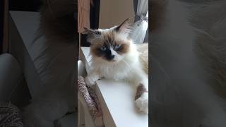 cute birman  #cat #animals #trending #youtubeshorts #funny #pets