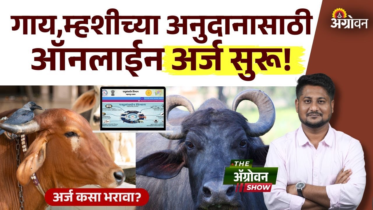 Gay Mahis Anudan : दुधाळ गाय आणि म्हशीसाठी राज्य सरकार किती टक्के अनुदान देतं? | Agrowon