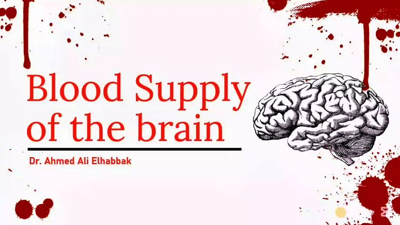 Overview Anatomy: Blood supply of the brain & Circle of willis . - YouTube