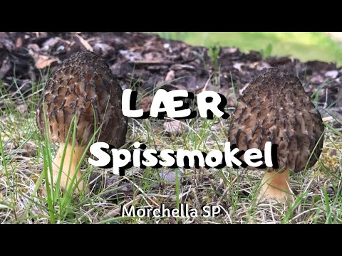 Video: Morel (svamp) - Nyttige Egenskaber Og Brug Af Morel, Tørret Moror. Morel Almindelig, Spiselig, Konisk