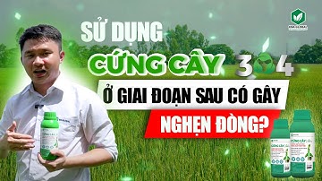 CỨNG CÂY 304 - LÚA CỨNG CÂY, ĐỨNG LÁ, TUỘT LÁ CHÂN, LÁ Ủ, KHÔNG GÂY NGHẸN ĐÒNG