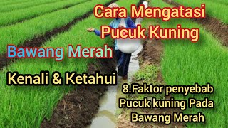 8 Faktor Penyebab Dan Cara Mengatasi Pucuk Kuning Pada Bawang Merah
