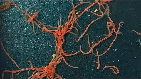 Untangling Worm Blobs