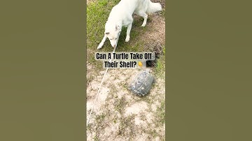 Can A Turtle Take Off Their Shell? #dog #tortoise #nature #pets #trending #shorts #viralvideo #magic