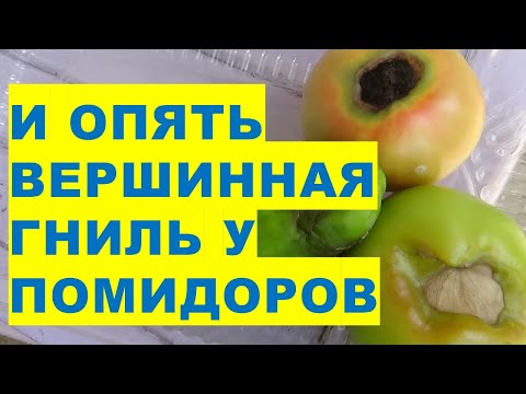 Video: Rūgštus puvinys ir vaisiai – informacija apie vaisių rūgimą augaluose