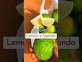 Part 2 | How To Grow Lemons &amp; Sorghum | This How It's Done In My Village -  Ugandan Homestead Garden