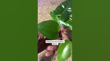 Try This Plant Progagation Hack