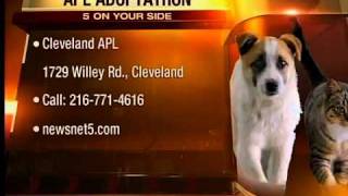 APL Adoption radiothon
