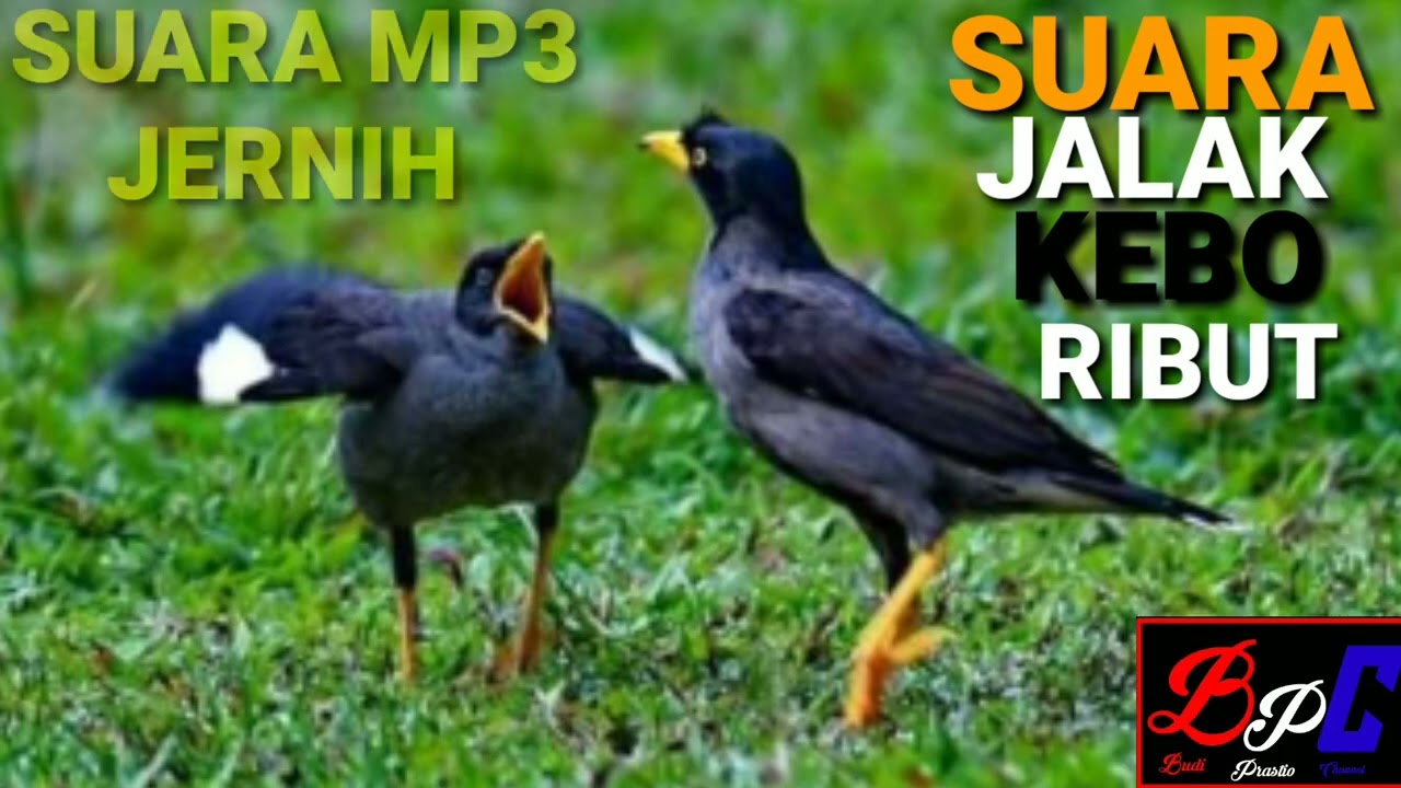 Suara Burung Jalak Kebo Ribut||Suara Pikat Jalak Kebo Mp3