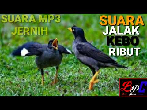 suara burung jalak kebo ribut