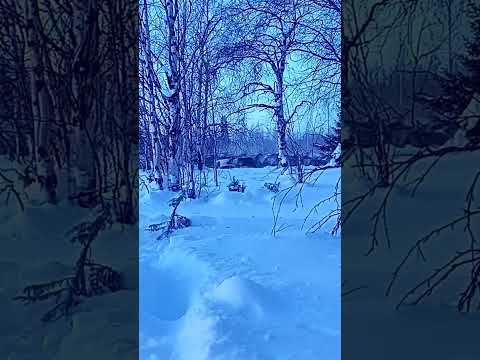Пастух оленевод введёт