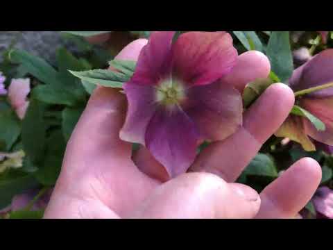 Video: Plantas cultivadas con semillas Hellebore - Cómo cultivar Hellebore a partir de semillas