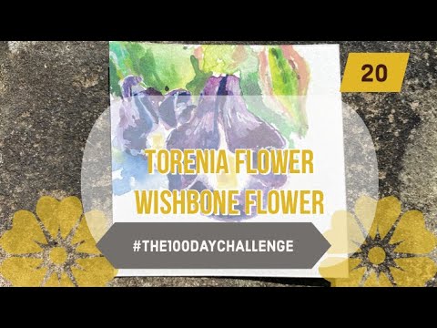 Torenia (wishbone flower) |20/100