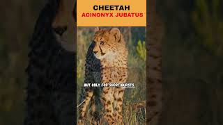 Cheetah The Fastest Animal On Land Wiralanimals