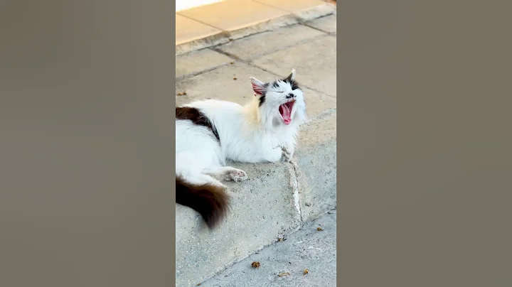 Watch the video about Street Cut cat ￼ ❤️ #cutecat #cat #cats #catvideos #viralvideo #meow #shorts