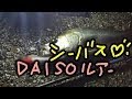 ダイソー100円ルアーでシーバスを釣る