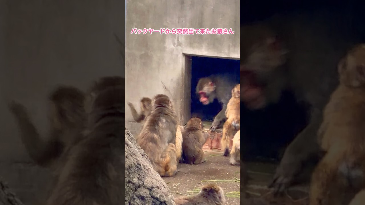 おサルさん バックヤードから突然出て来たお猿さん🐵 - YouTube