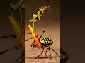 Bombardier Beetle - Sprays Acid to Take Down Giant Spider🥶😱 #bombardier #spider