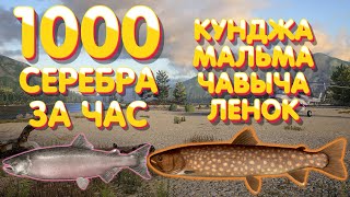 1000 серебра за час | Кунджа + Чавыча + Мальма + Ленок | р. Яма | Русская Рыбалка 4