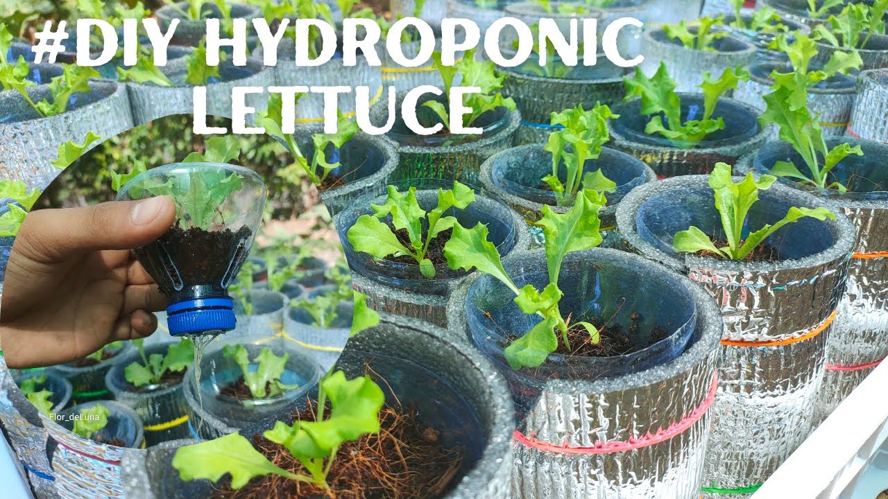 Easy DIY Hydroponic Lettuce/ Kratky Method YouTube